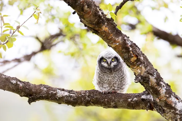 Framed Print : Northern hawk owl (Surnia ulula)