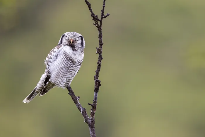 Framed Print : Northern hawk owl (Surnia ulula)