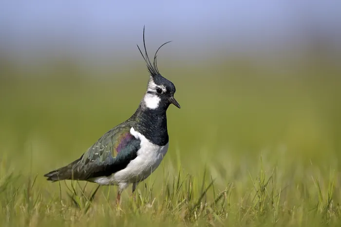 Framed Print : Northern lapwing (Vanellus vanellus) Framed Print : Northern lapwing (Vanellus vanellus)
