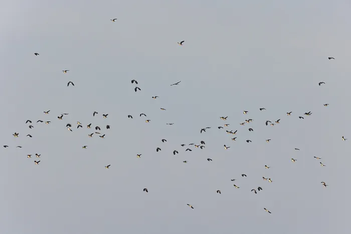 Framed Print : Northern lapwing (Vanellus vanellus)