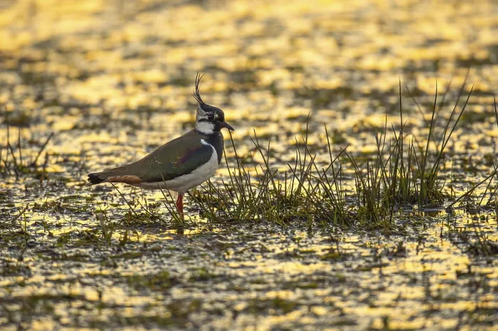 Framed Print : Northern lapwing (Vanellus vanellus) in a wet meadow Framed Print : Northern lapwing (Vanellus vanellus) in a wet meadow