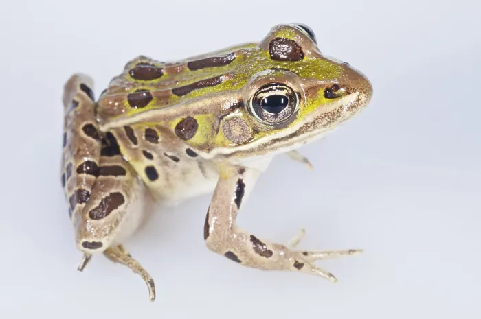 Framed Print : Northern leopard frog, Rana pipiens