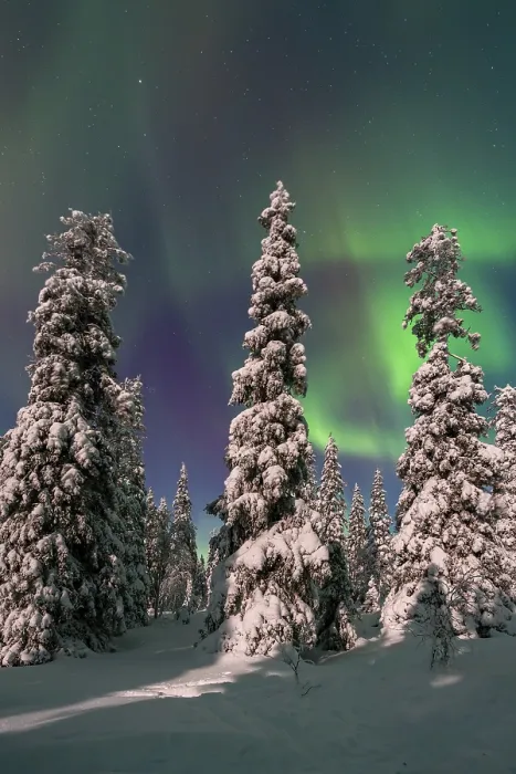 Framed Print : Northern lights, Aurora borealis over snow covered spruce trees on the taiga in winter at night
