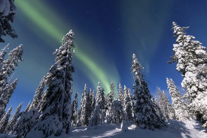 Framed Print : Northern lights, Aurora borealis over snow covered spruce trees on the taiga in winter at night
