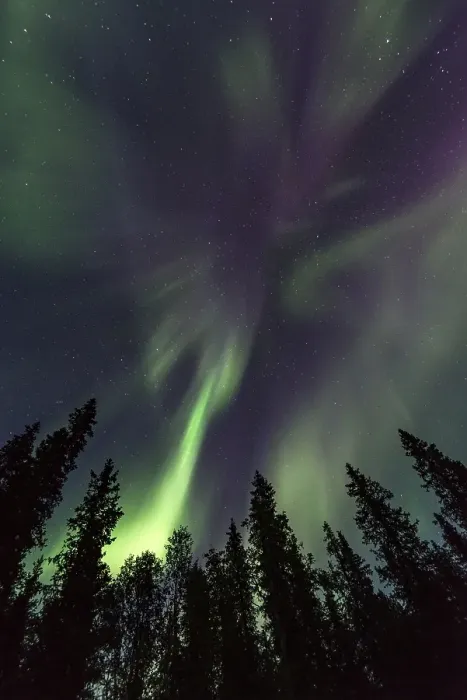 Framed Print : Northern Lights or Aurora Borealis above trees
