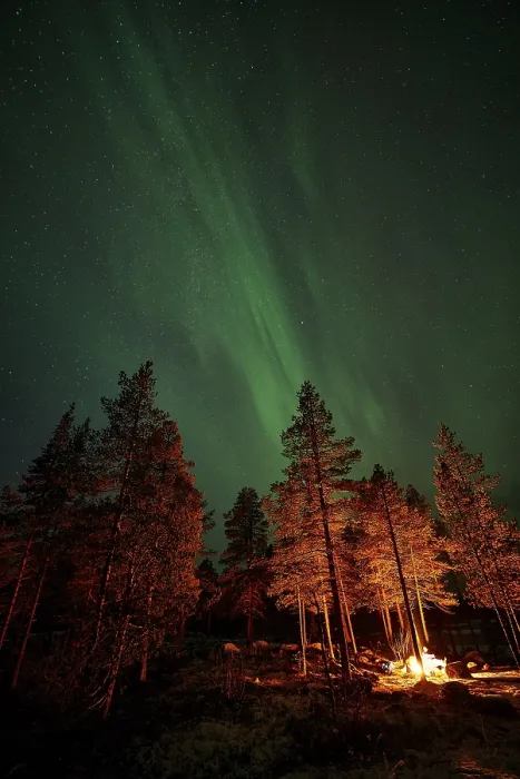 Framed Print : Northern Lights (Aurora borealis) over trees