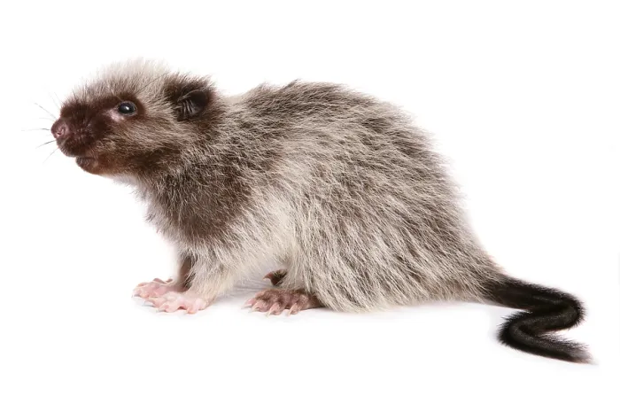 Framed Print : Northern luzon giant cloud rat (Phloeomys pallidus)