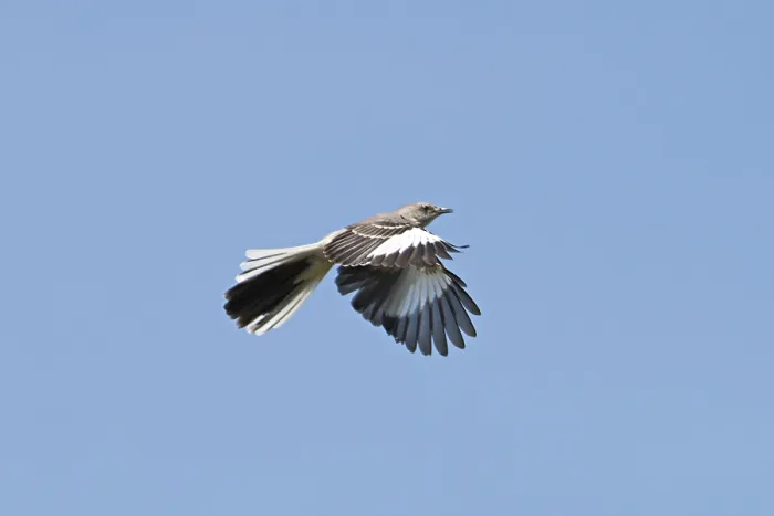Framed Print : Northern Mocking Bird (Mimus polyglottos): flying