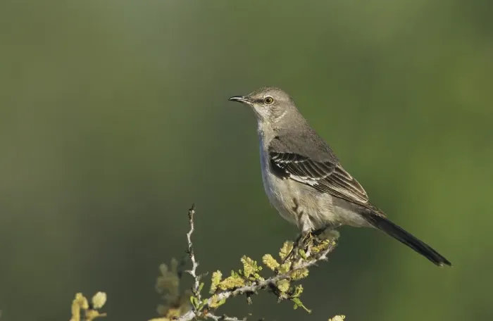 Framed Print : Northern Mockingbird (Mimus polyglottos)