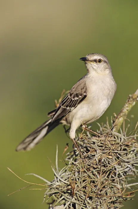 Framed Print : Northern Mockingbird (Mimus polyglottos)