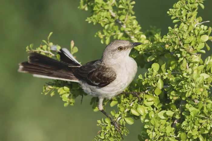 Framed Print : Northern Mockingbird (Mimus polyglottos)