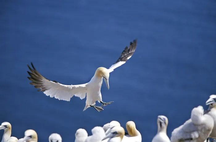 Framed Print : NORTHERN northern gannet (sula bassana)