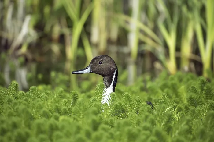 Framed Print : Northern Pintail (anas acuta), Adult in Pond