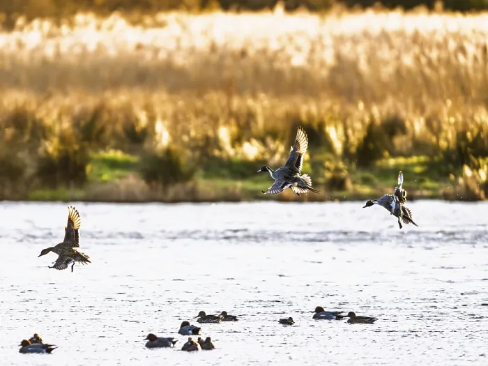 Framed Print : Northern Pintail, Anas acuta, Birds in flight over marshes