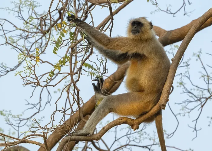 Framed Print : Northern plains gray langur (Semnopithecus entellus)
