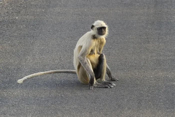 Framed Print : Northern plains gray langur (Semnopithecus entellus)