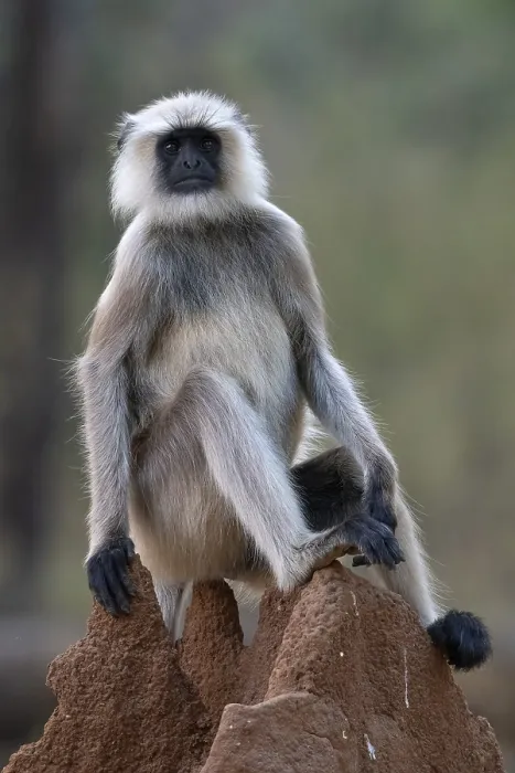 Framed Print : Northern plains gray langur (Semnopithecus entellus)