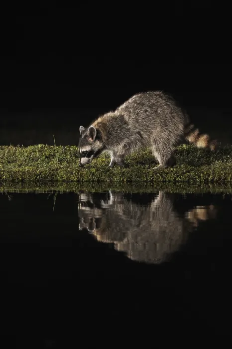 Framed Print : Northern Raccoon (Procyon lotor)