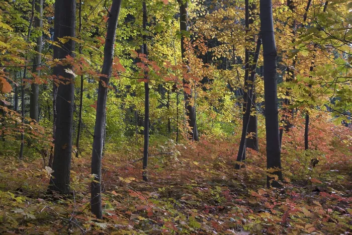 Framed Print : Northern red oak (Quercus rubra)