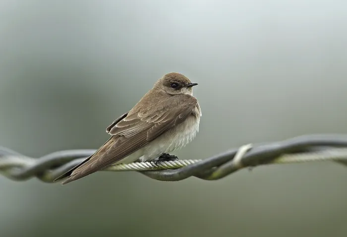 Framed Print : Northern Rough-winged Swallow, Northern Rough-winged Swallow