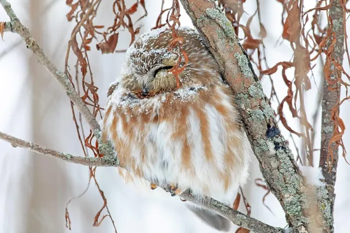 Framed Print : Northern saw-whet owl (Aegolius acadicus) Framed Print : Northern saw-whet owl (Aegolius acadicus)
