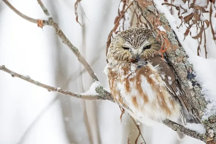 Framed Print : Northern saw-whet owl (Aegolius acadicus)