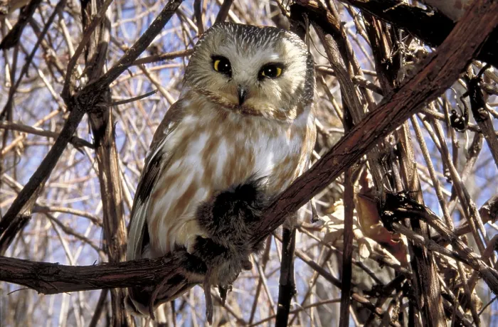 Framed Print : Northern Saw-whet Owl (Aegolius acadicus)