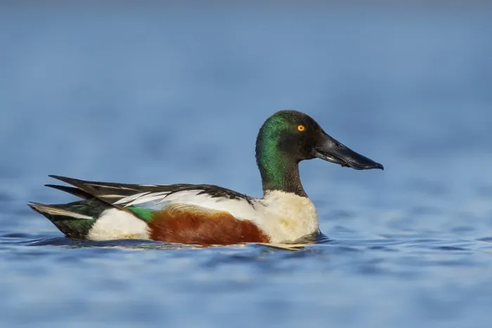 Framed Print : Northern Shoveler (Anas clypeata) in a pond near Nome
