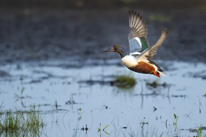 Framed Print : Northern shoveler (Spatula clypeata) (Syn) Framed Print : Northern shoveler (Spatula clypeata) (Syn)