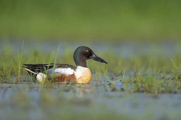 Framed Print : Northern shoveler (Spatula clypeata) (Syn)