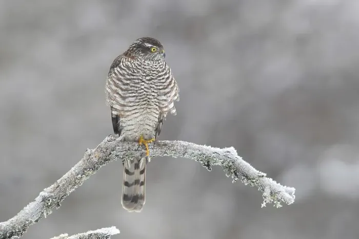 Framed Print : Northern sparrowhawk (Accipiter nisus) Framed Print : Northern sparrowhawk (Accipiter nisus)