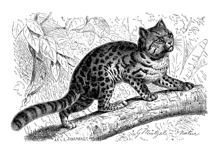Framed Print : Northern tiger cat (Leopardus tigrinus)