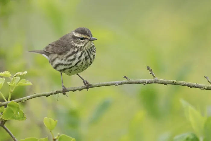 Framed Print : Northern Waterthrush (Parkesia noveboracensis)