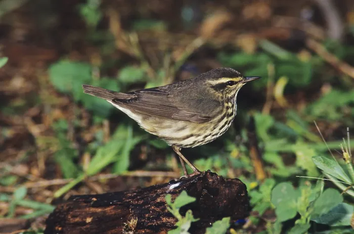 Framed Print : Northern Waterthrush (Seiurus noveboracensis)