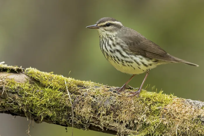 Framed Print : Northern Waterthrush (Seiurus noveboracensis) perched on a branch in Ontario