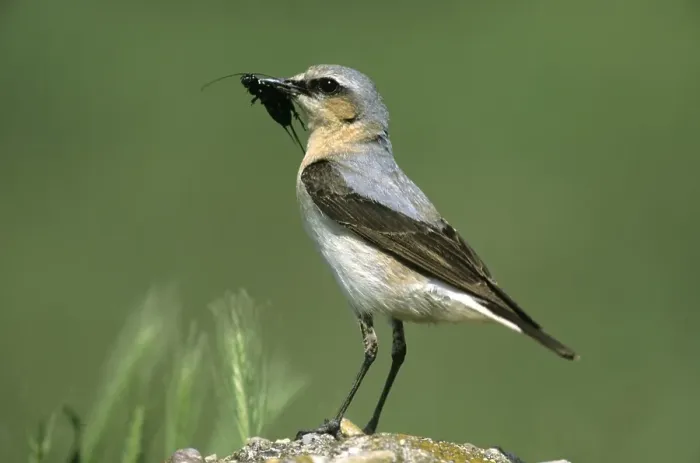 Framed Print : Northern Wheatear (Oenanthe oenanthe)