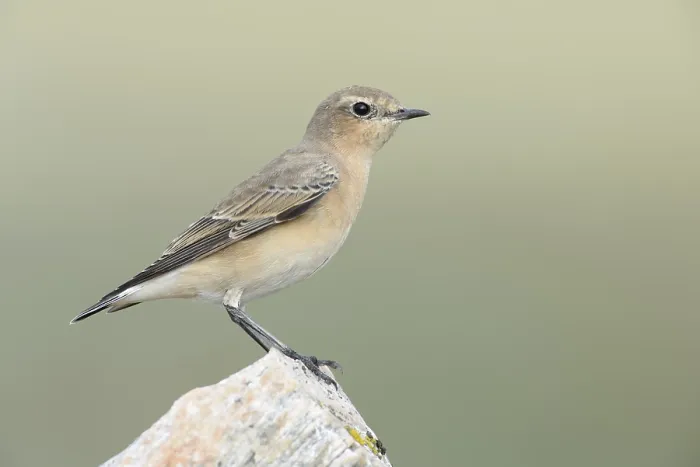 Framed Print : Northern Wheatear (Oenanthe oenanthe) female