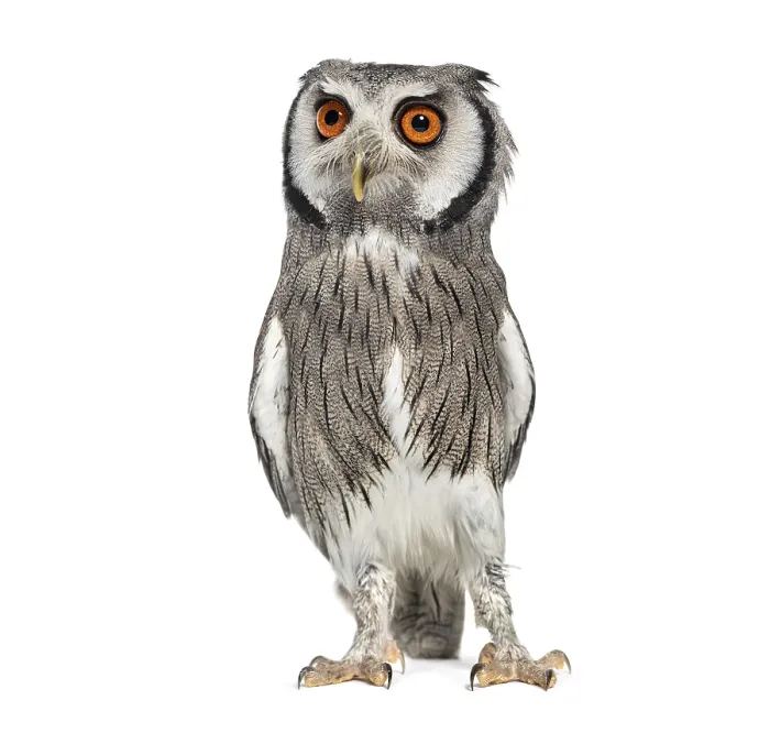 Framed Print : Northern white-faced owl, Ptilopsis leucotis