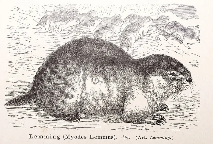 Framed Print : Norway lemming (Lemmus lemmus) (historical name: Myodes Lemmus)