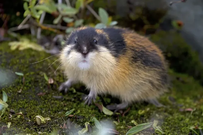 Framed Print : Norway lemming (Lemmus lemmus), Norway, Europe