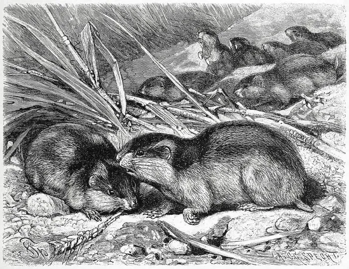 Framed Print : Norway lemming is one of the species of lemmings Framed Print : Norway lemming is one of the species of lemmings