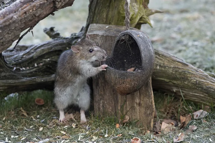 Framed Print : Norway rat leaning on food bowl in front of tree root Framed Print : Norway rat leaning on food bowl in front of tree root