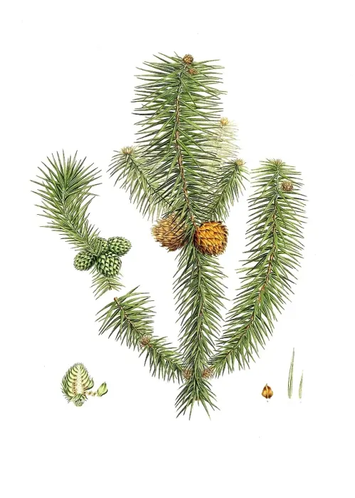 Framed Print : Norway spruce, Cunninghamia lanceolata, Pinus lanccolata, Broad-leaved fir, tree, digitally enhanced reproduction of an original by Aylmer Bourke Lambert (1761 - 1842), English botanist, published around 1810 Framed Print : Norway spruce, Cunninghamia lanceolata, Pinus lanccolata, Broad-leaved fir, tree, digitally enhanced reproduction of an original by Aylmer Bourke Lambert (1761 - 1842), English botanist, published around 1810