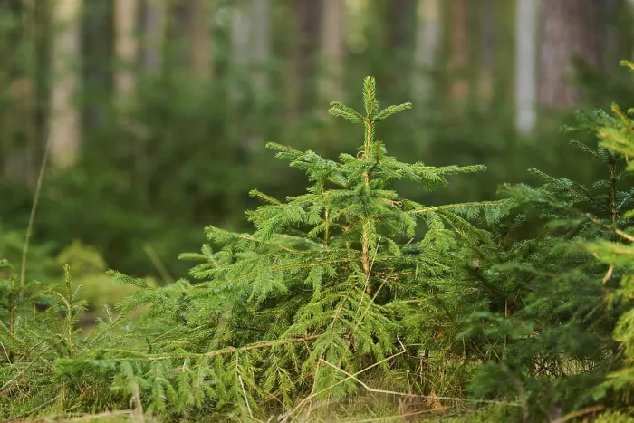 Framed Print : Norway spruce (Picea abies) tree growing in a forest Framed Print : Norway spruce (Picea abies) tree growing in a forest