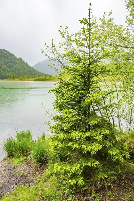 Framed Print : Norway spruce (Picea abies) tree grwoing beside Lake Offensee on a rainy day in spring