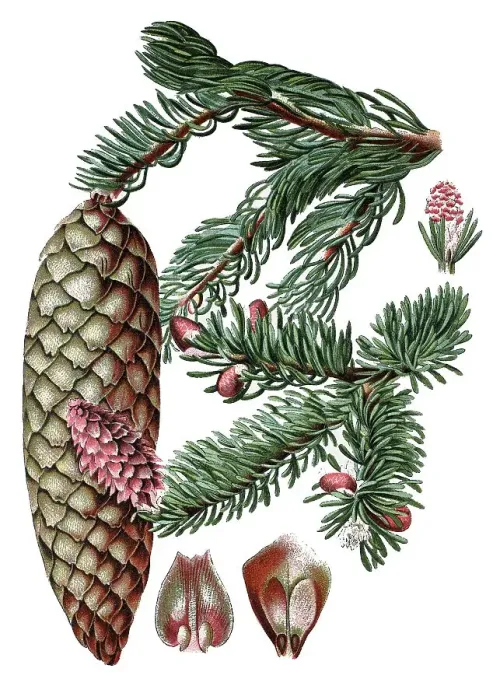 Framed Print : Norway spruce (Pinus abies), medicinal plant Framed Print : Norway spruce (Pinus abies), medicinal plant