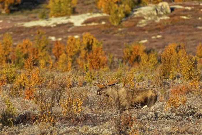 Framed Print : A Norwegian bull moose (Alces alces) in the light of the morning sun