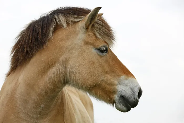 Framed Print : Norwegian Fjord Horse, portrait Framed Print : Norwegian Fjord Horse, portrait