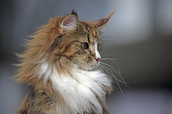 Framed Print : Norwegian Forest Cat