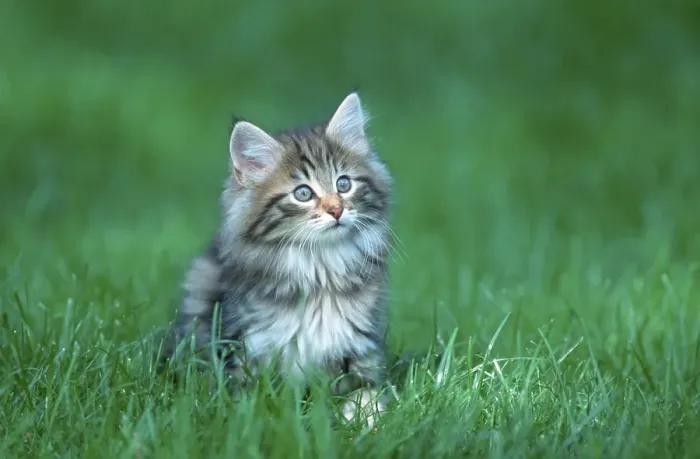 Framed Print : Norwegian Forest Cat, kitten, 10 weeks